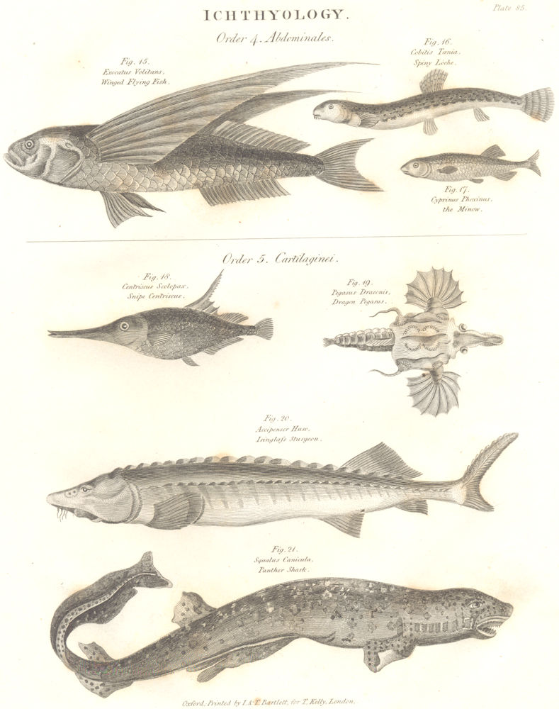 ICHTHYOLOGY. Flying Fish; Loche; Minnow; Snipe; Sturgeon; Panther Shark ...