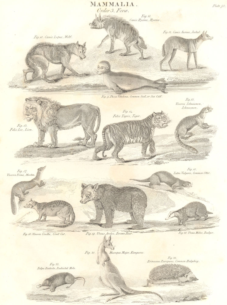 Associate Product MAMMALIA.Ferae.Seal,Wolf,Jackal,Lion,Tiger,Civet,Bear,Badger,Kangaroo,Mole 1830