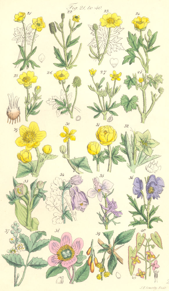 WILD FLOWERS. Buttercup Marigold Hellebore Columbine Larkspur. SOWERBY 1890