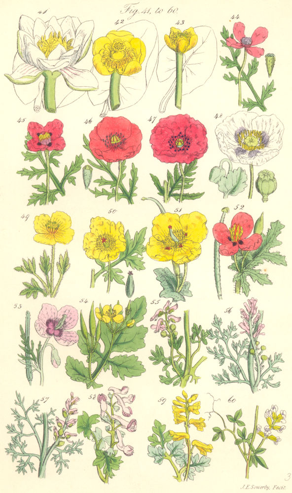 WILD FLOWERS. Water Lily; Poppy; Celandine; Fumitory; Corydalis. SOWERBY 1890