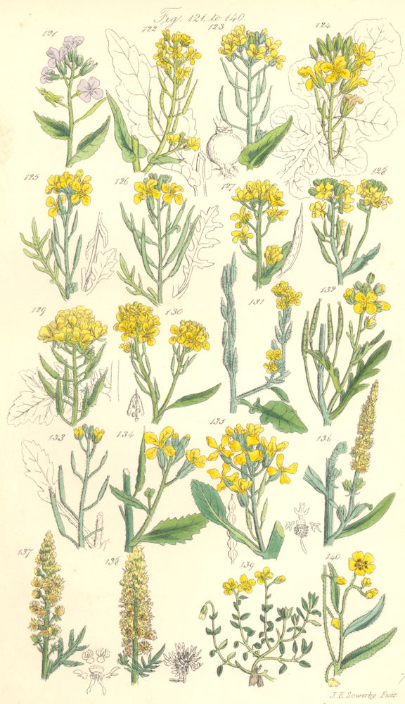 WILD FLOWERS. Cabbage Mustard Rocket Radish Mignonette Charlock. SOWERBY 1890