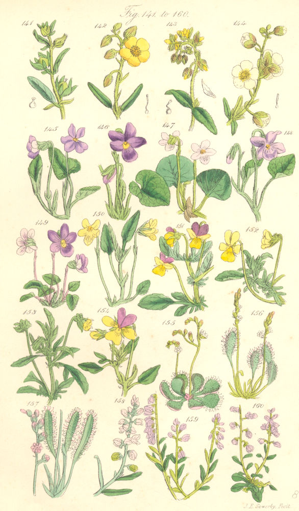 Associate Product WILD FLOWERS.Rock-Rose;Sun-Cistus;Violet;Heart's-ease;Pansy;-dew;Milk-wort. 1890