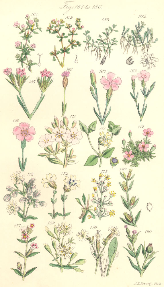 WILD FLOWERS.Seaheath;Waterwort;Soapwort;Chickweed;Campion;Catchfly.SOWERBY 1890