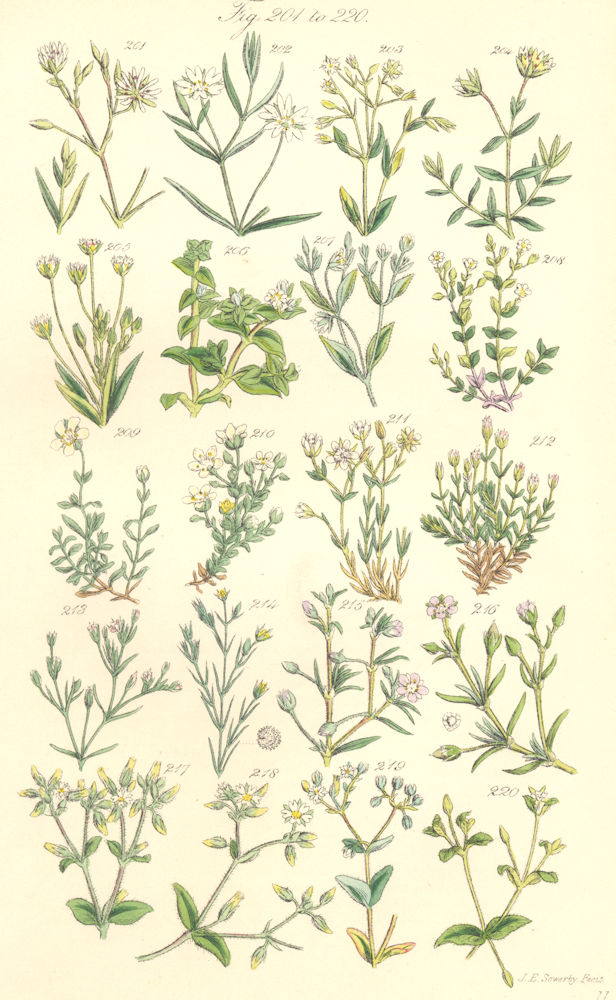 SAND-WORTS. Marsh Alpine Plantain-Fine-Thyme-leaved Fringed Norway. SOWERBY 1890