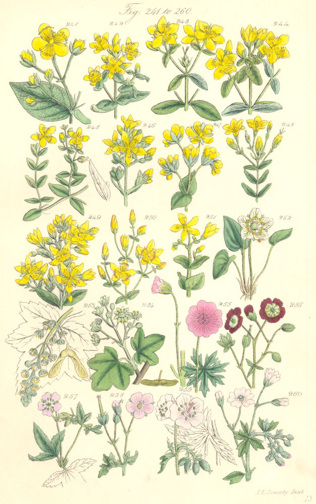 Associate Product WILD FLOWERS. St. John's-wort Sycamore Geranium Crane's-bill. SOWERBY 1890