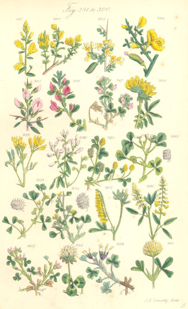 WILD FLOWERS. Broom Kidney-vetch Wound-wort Medick Clover Trefoil. SOWERBY 1890