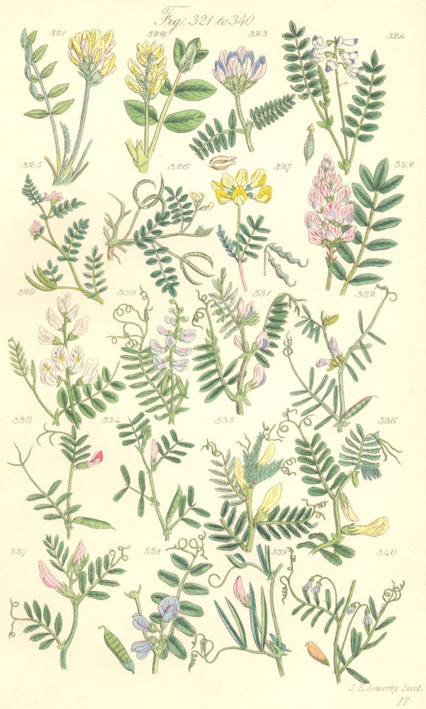 VETCH FLOWERS. Purple Milk Joint Horseshoe Wood Tufted Yellow Bush. SOWERBY 1890