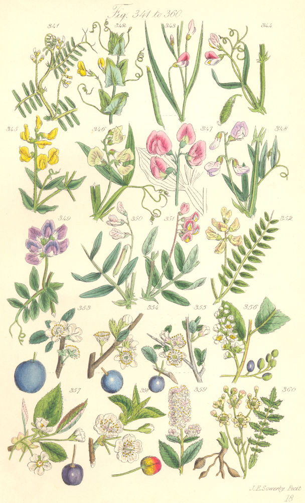 WILD FLOWERS. Tine-Tare Vetchling Pea Plum Sloe Blackthorn Cherry. SOWERBY 1890