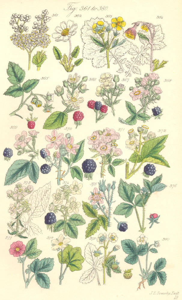 Associate Product WILD BERRIES. Raspberry Bramble Blackberry Dewberry Cloudberry Strawberry 1890