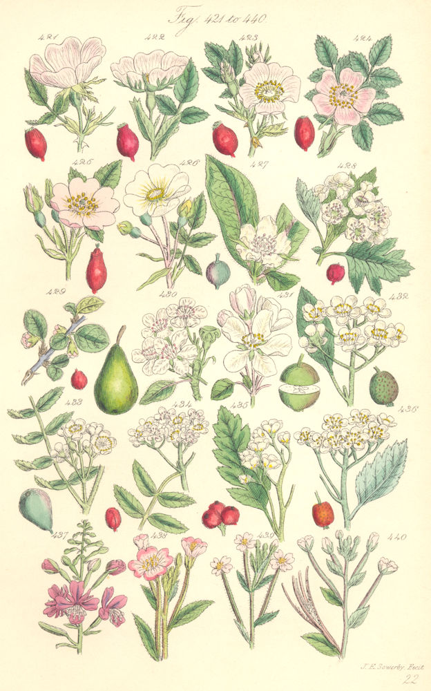 Associate Product WILD FLOWERS. Dog-Rose Hawthorn Pear Apple Ash Rowan-tree Beam-Bay. SOWERBY 1890