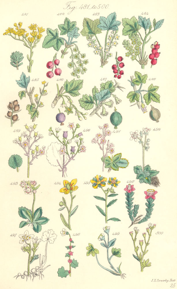 Associate Product WILD FLOWERS. Red, Rock, Mtn Black Currant; Gooseberry; Saxifrage. SOWERBY 1890