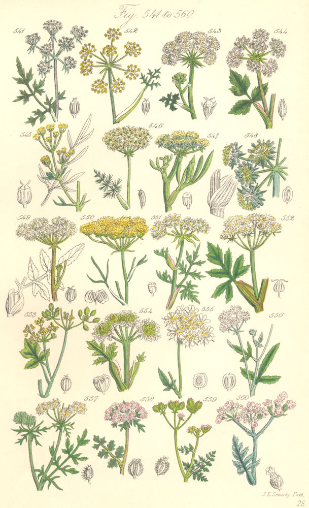 WILD FLOWERS. Parsley Fennel Lovage Spignel Samphire Angelica. SOWERBY 1890