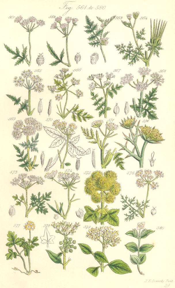 Associate Product WILD FLOWERS. Chervil Cicely Samphire Hemlock Coriander Dogwood. SOWERBY 1890
