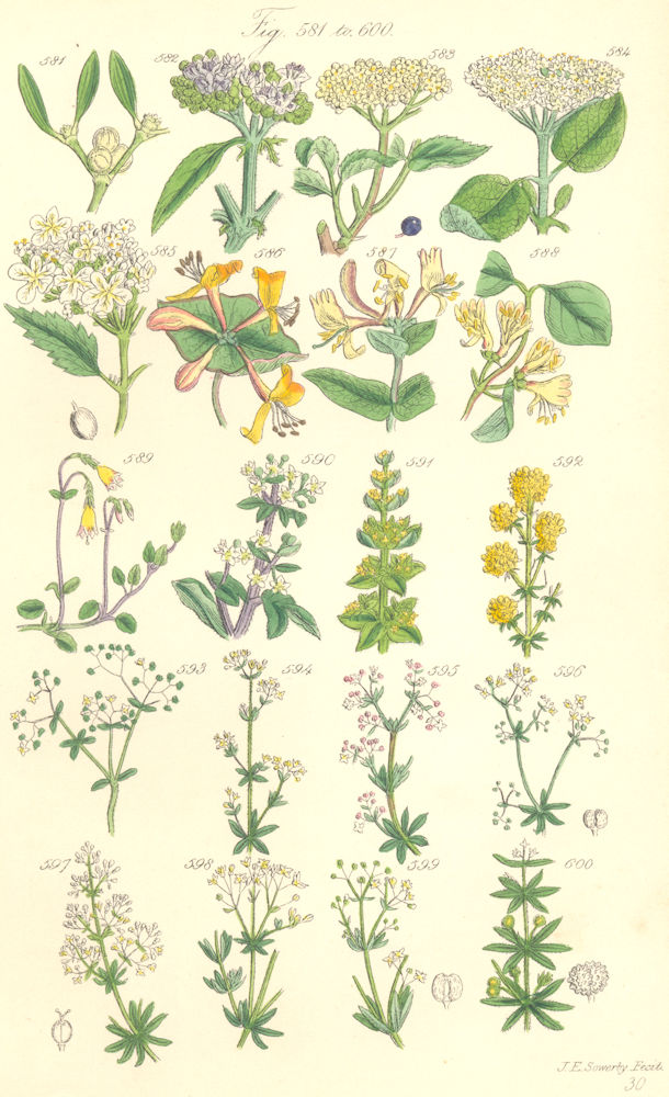 WILD FLOWERS. Mistletoe Elder Guelder Honeysuckle Madder Bed-straw. SOWERBY 1890