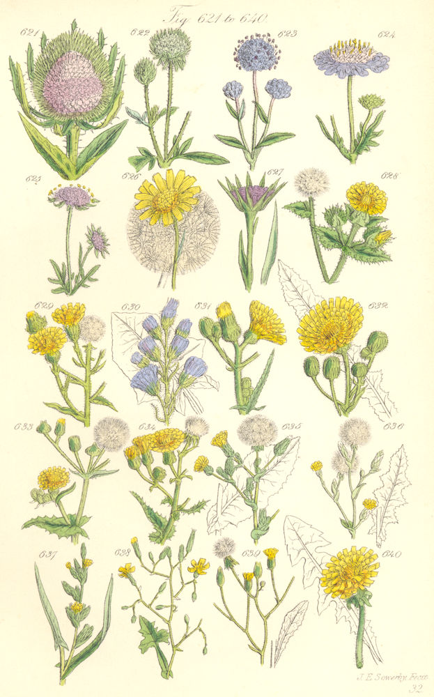 WILD FLOWERS. Teasle Scabious Salsify Succory SowThistle Dandelion. SOWERBY 1890