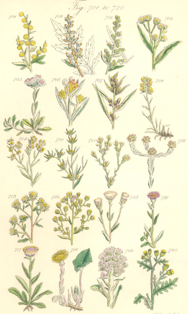 WILD FLOWERS.Wormwood Mugwort Cudweed Spikenard Flea-bane Groundsel.SOWERBY 1890