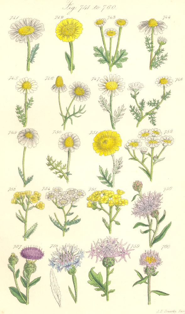 Associate Product WILD FLOWERS. Marigold Feverfew Chamomile Yarrow Milfoil Knapweed. SOWERBY 1890