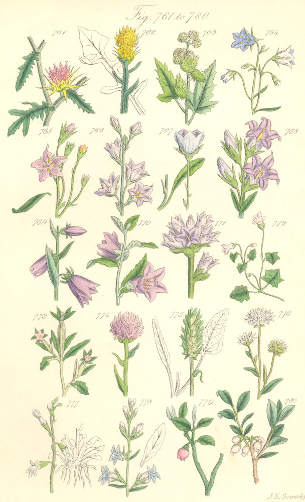 WILD FLOWERS.Bluebell Bell-flower Rampion Scabious Lobelia Bilberry.SOWERBY 1890