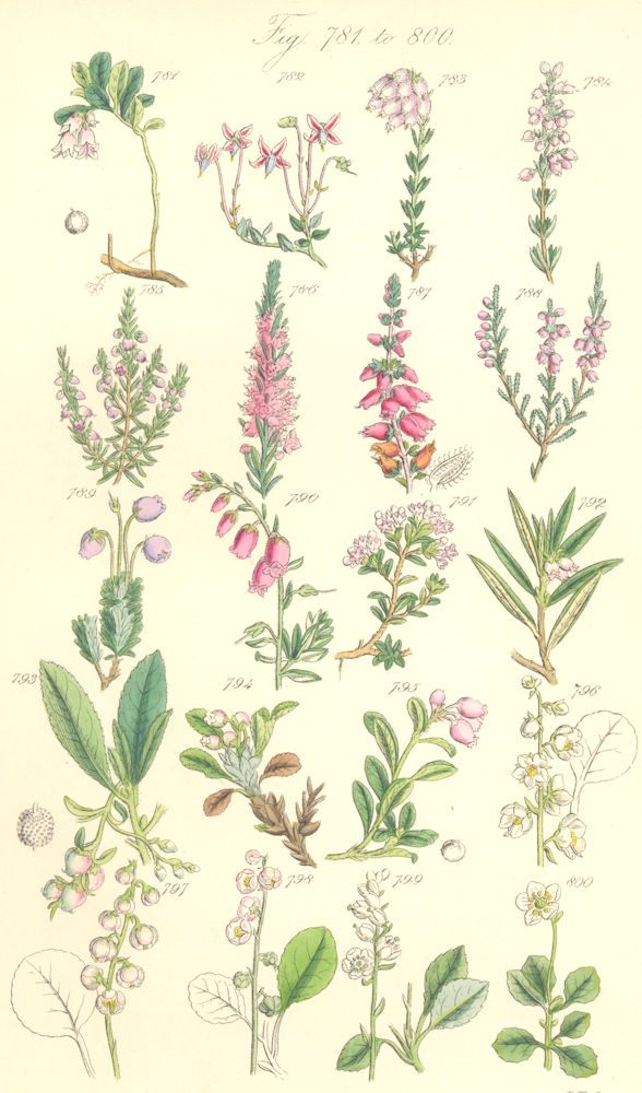 Associate Product WILD FLOWERS. Cowberry Cranberry Heath Heather Cistus Winter-green. SOWERBY 1890