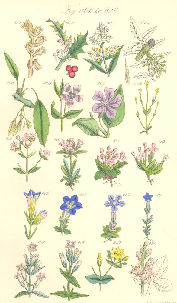 Associate Product WILD FLOWERS. Holly Privet Ash Periwinkle Centaury Gentian Trefoil. SOWERBY 1890