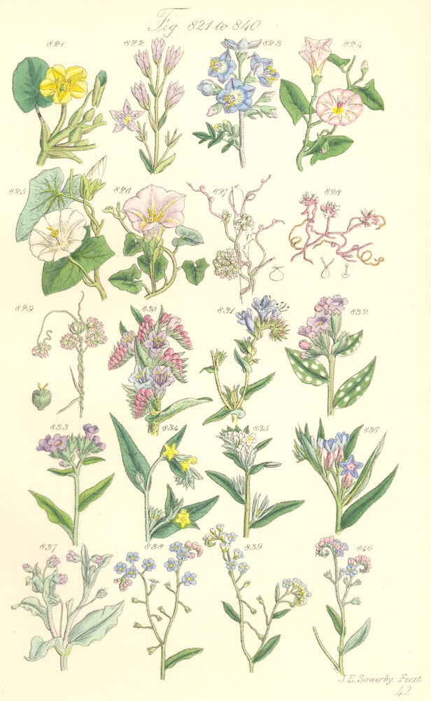 WILD FLOWERS. Water-lily Felwort Dodder Viper-grass Forget-me-not. SOWERBY 1890