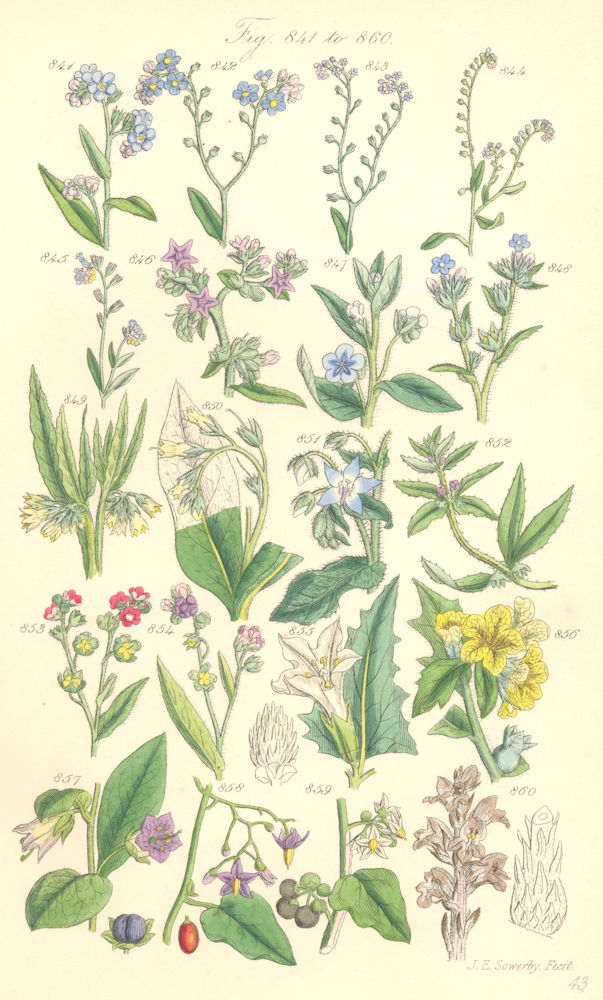 WILD FLOWERS. Forget-me-not Comfrey Deadly Woody Garden Nightshade. SOWERBY 1890