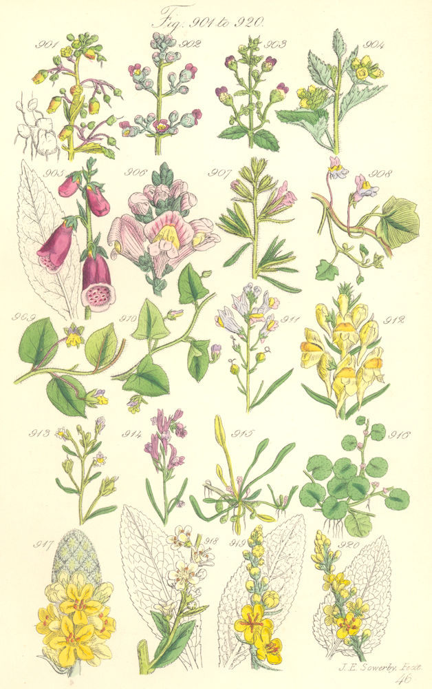 WILD FLOWERS.Fig-wort Foxglove Snapdragon Toad-Flax Mudwort Mullein.SOWERBY 1890