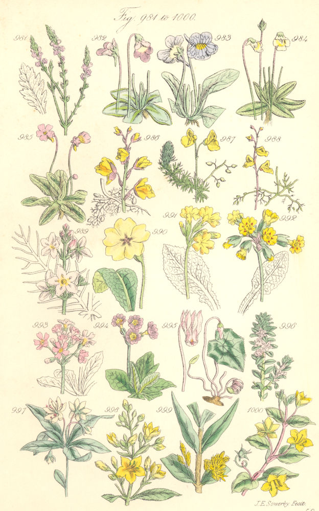 WILD FLOWERS.Vervain Violet Cowslip Milkwort Loosestrife Pimpernel.SOWERBY 1890