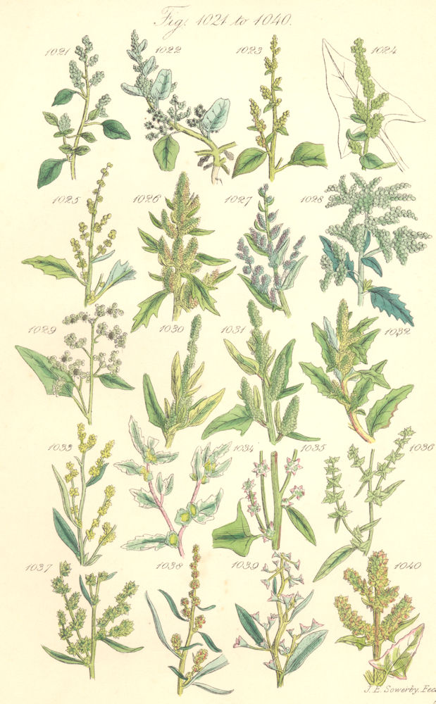 WILD FLOWERS. Goosefoot Wild Spinach Orache. SOWERBY 1890 old antique print