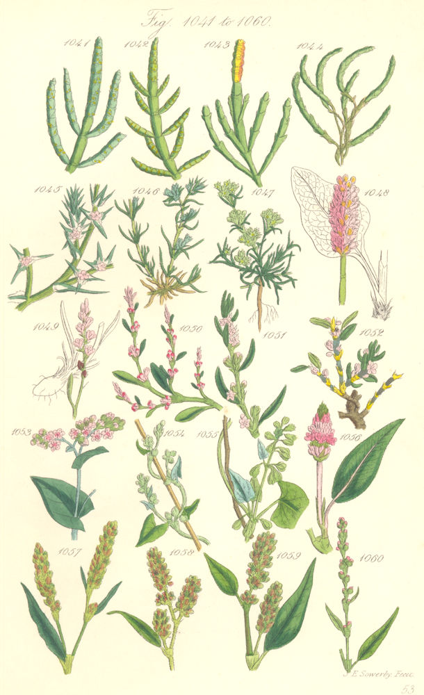 Associate Product WILD FLOWERS.Knawel Snakeweed Bistort Buckwheat Bistort Persicaria.SOWERBY 1890