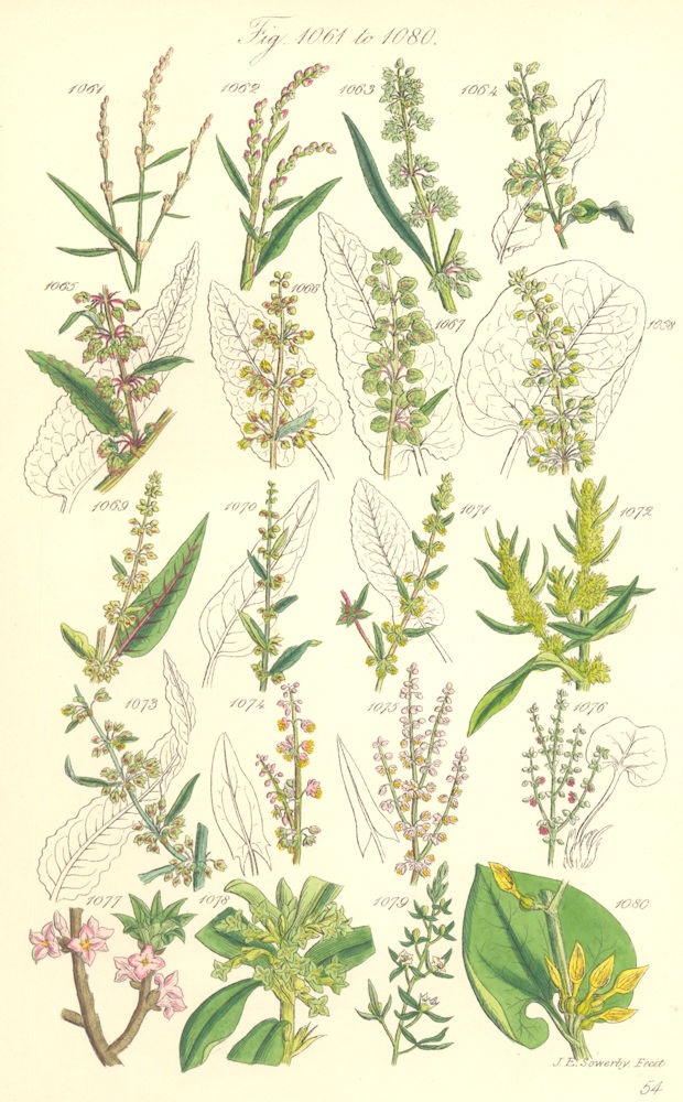 Associate Product WILD FLOWERS. Persicaria Dock Rhubarb Sorrel Laurel Birthwort. SOWERBY 1890