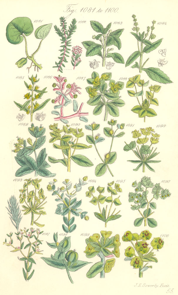 Associate Product WILD FLOWERS. Crowberry Crakeberry Mercury Spurge Wart-weed. SOWERBY 1890