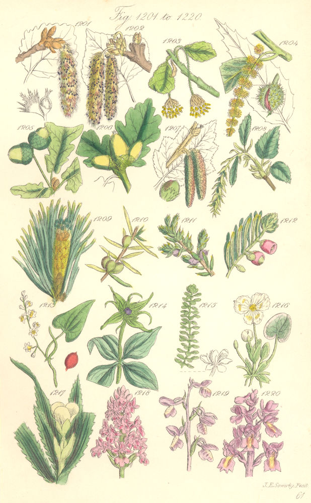 Associate Product WILD FLOWERS.Poplar Beech Chestnut Oak Hazel Yew Briony Thyme Aloe.SOWERBY 1890