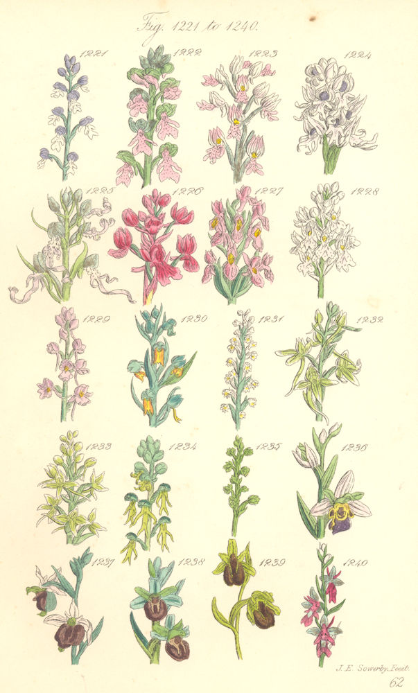 Associate Product ORCHIS FLOWERS. Dwarf Man Monkey Marsh Frog Musk Bee Spider Drone. SOWERBY 1890