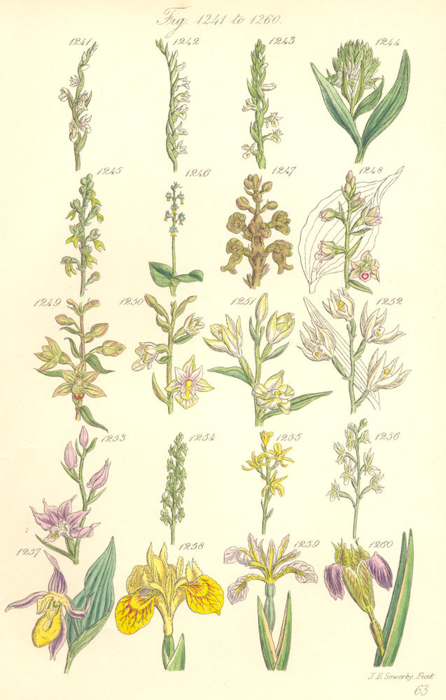 Associate Product WILD FLOWERS. Lady's Tresses Slipper Tway-blade Helleborine Iris. SOWERBY 1890