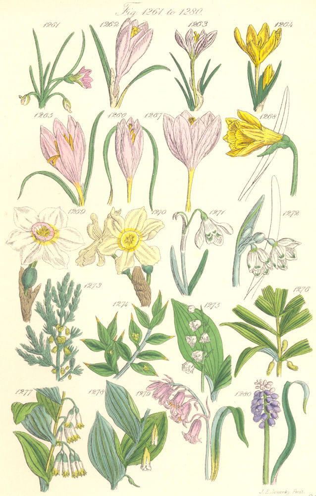 Associate Product WILD FLOWERS. Crocus Daffodil Snowdrop Asparagus Solomon'sHyacinth. SOWERBY 1890