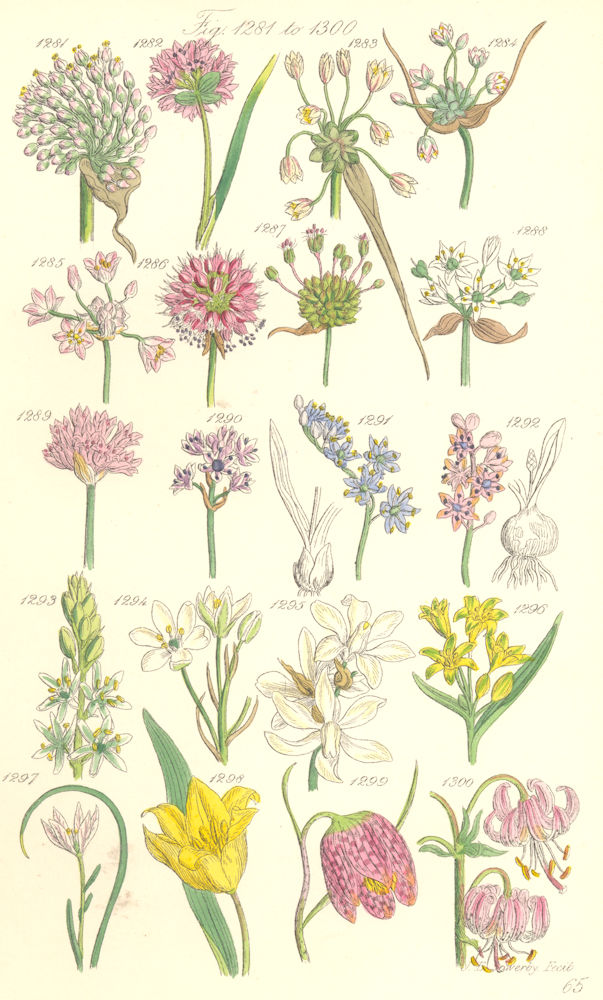Associate Product WILD FLOWERS.Garlic Chives Squill Spider-wort Tulip Turk's-Cap Lily.SOWERBY 1890