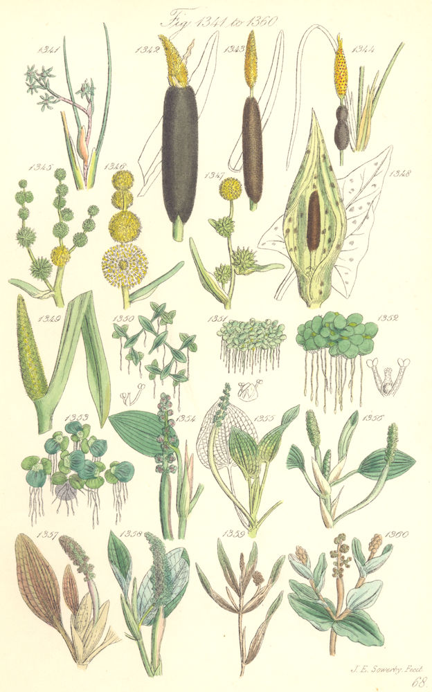 Associate Product WILD FLOWERS.Bur-Reed Lords-&-Ladies Sweet-Flag Duckweed pond-weed.SOWERBY 1890