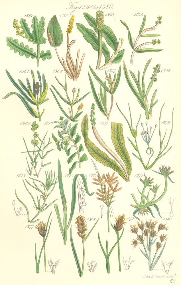 Associate Product WILD FLOWERS. Pond-weed Grass-wrack Cyperus Bog-rush Twig-rush. SOWERBY 1890
