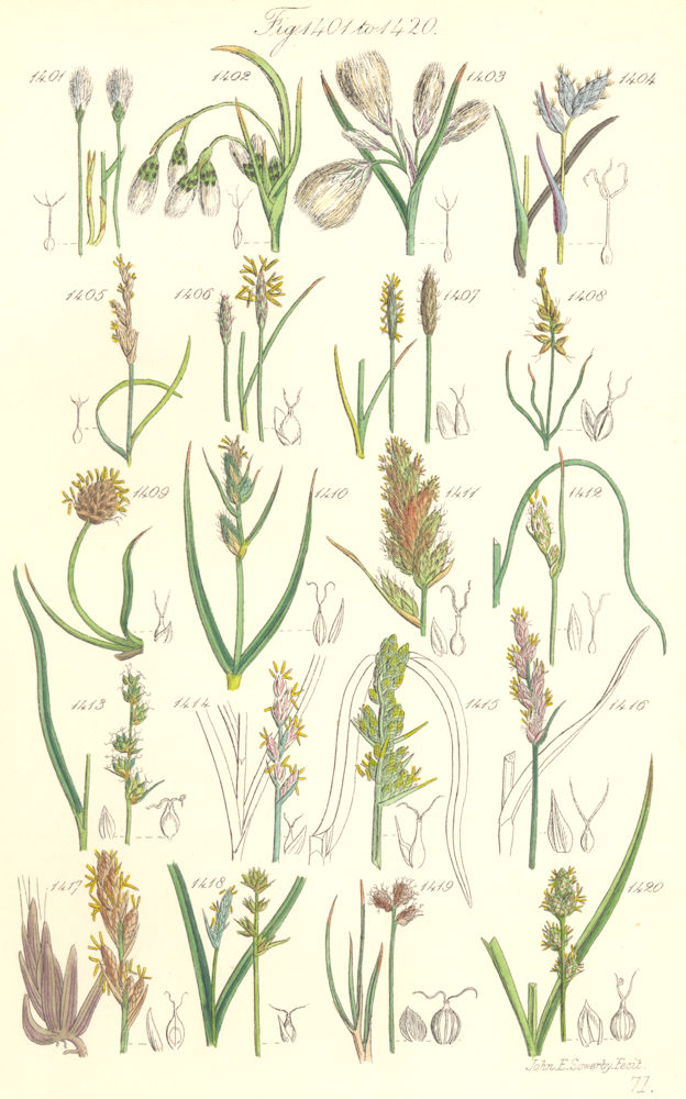 Associate Product WILD FLOWERS.Cotton-grass.Prickly Flea Curved Sea Brown Marsh Sedge.SOWERBY 1890