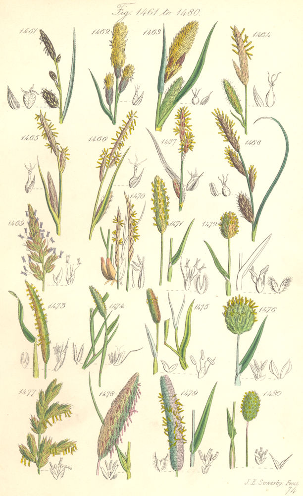 WILD FLOWERS. Sedge Vernal-grass Mat-Fox-tail-Canary-Sea-reed. SOWERBY 1890