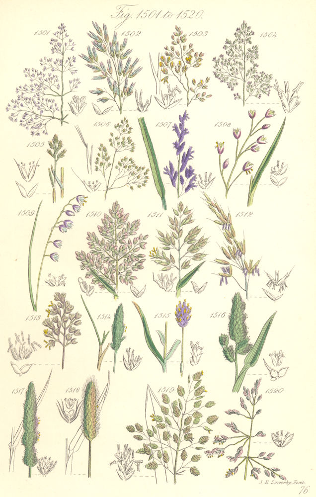 Associate Product WILD GRASS FLOWERS. Hair Melic Soft Oat Holy Moor Panick Meadow. SOWERBY 1890