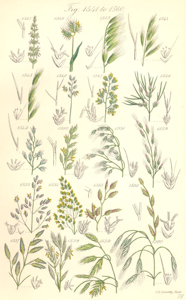 Associate Product WILD GRASS FLOWERS. Dog's-tail grass Fescue grass Brome-grass. SOWERBY 1890