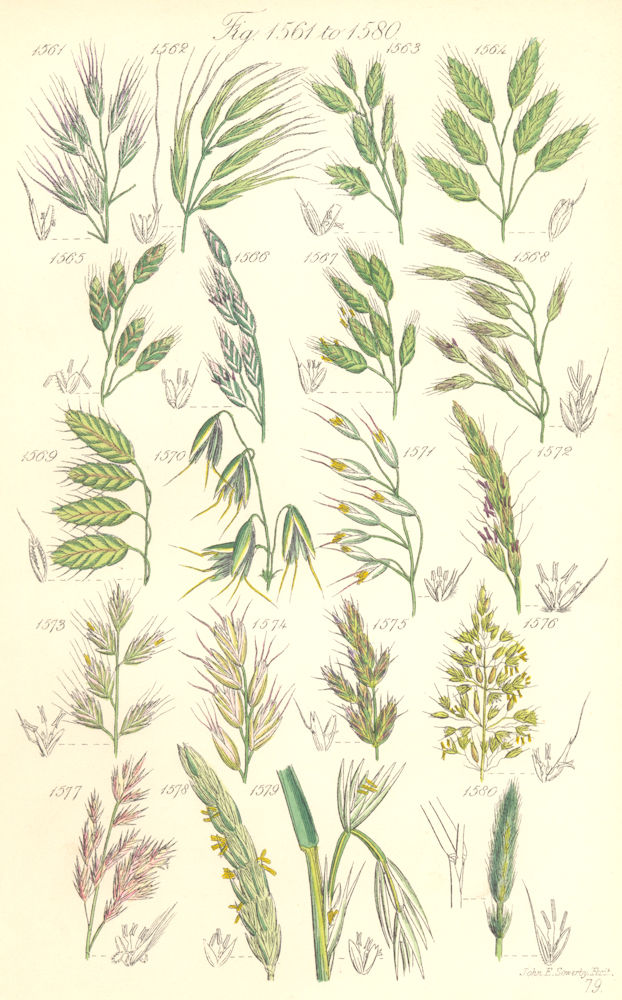WILD FLOWERS. Brome-grass Oat Bristle-Lyme Regis-Wood Barley. SOWERBY 1890