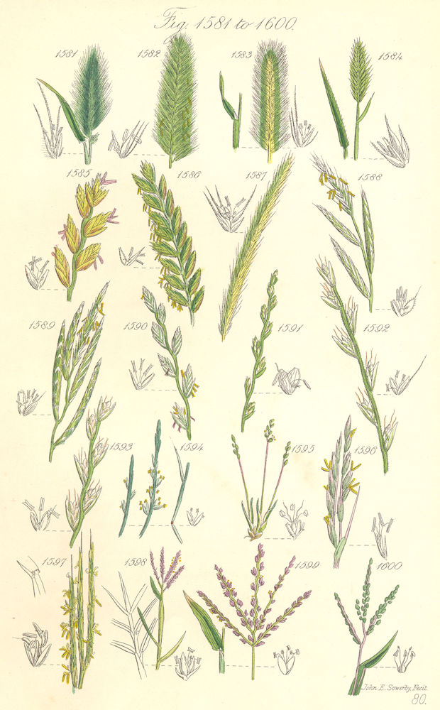 Associate Product WILD GRASS FLOWERS. Couch Dog Brome Rye Hard Finger Wheat-Barley. SOWERBY 1890