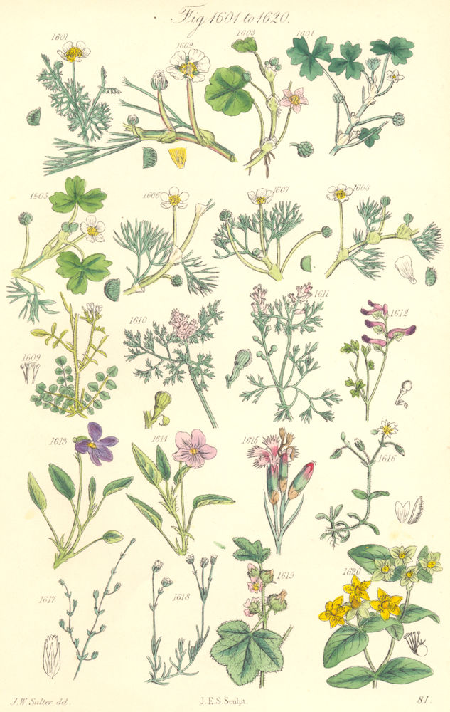 Associate Product WILD FLOWERS.Crowfoot Fennel Bitter-Cress Sand-Wort St.John Tutsan.SOWERBY 1890