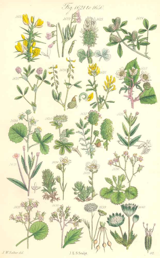WILD FLOWERS. Vetch Trefoil Lees Raspberry Lady's Mantle Dropwort. SOWERBY 1890