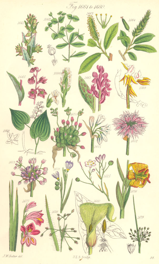 WILD FLOWERS. Orache Spurge Orchis Garlic Leek Ramsons Chives Lily. SOWERBY 1890