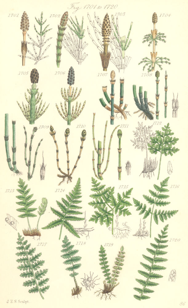 WILD FLOWERS. Horse-tail; Equisetum; Polypody; Woodsia; Marsh Fern. SOWERBY 1890