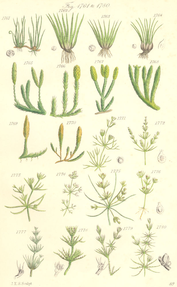Associate Product WILD FLOWERS. Pillwort Quillwort Club-moss Nitella Chara. SOWERBY 1890 print